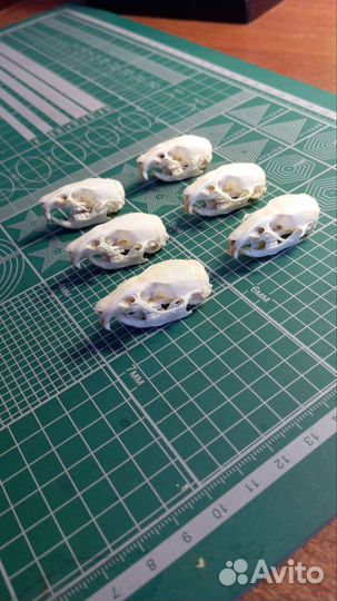 Крысиные черепа