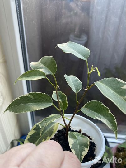 Фикус микрокарпа мокламе