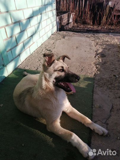 Щенок в добрые руки бесплатно собака