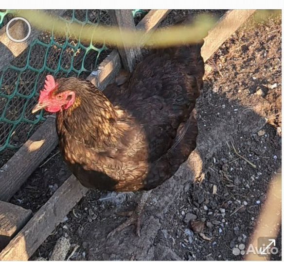 Яйцо куриное, индюшиное инкубационное