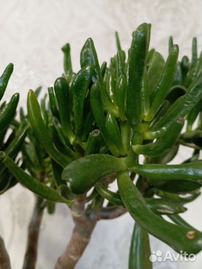 Толстянка красуля Хоббит