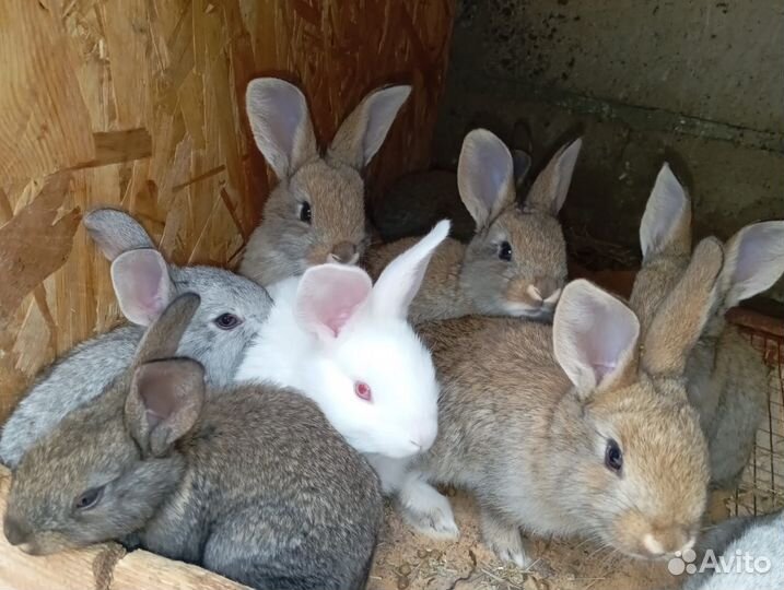 Кролики мясных пород