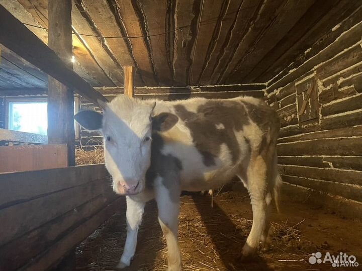 Телки 1,5 и 1,6