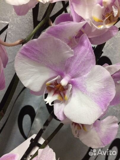 Орхидея element