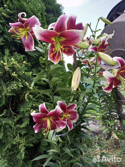 Лилии луковицы