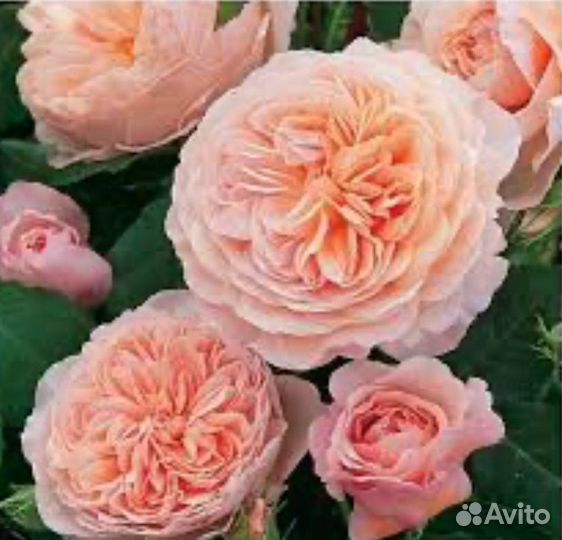 Роза Джульетта