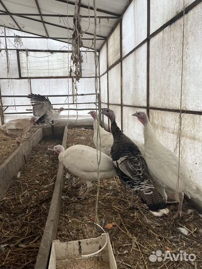 Продам индюшек