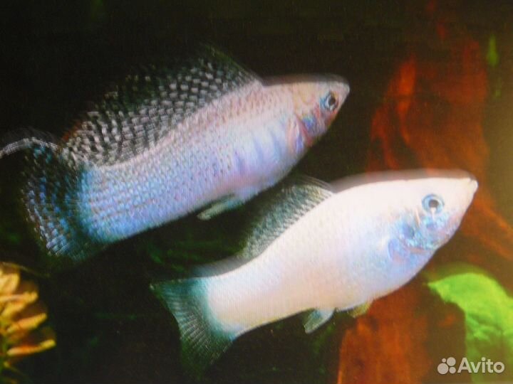 Аквариумные рыбк