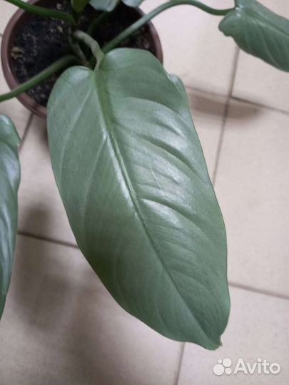 Филодендрон Silver queen