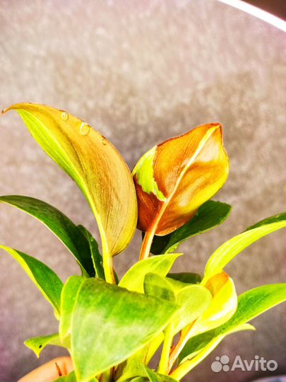 Филодендрон Биркин Вариегантный