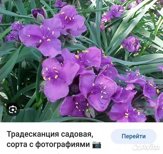 Многолетние цветочки