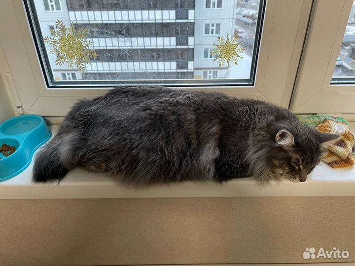 Стрижка кошек и собак с выездом к вам