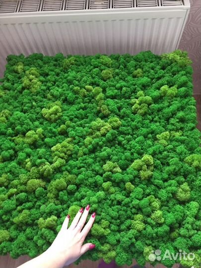 Панно из стабилизированного мха, ягель