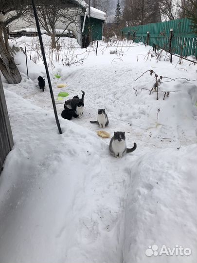 Молодые Кошки и коты бесплатно