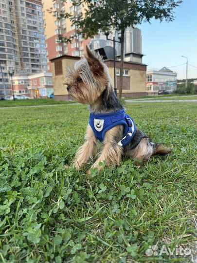 Йоркширский терьер мини