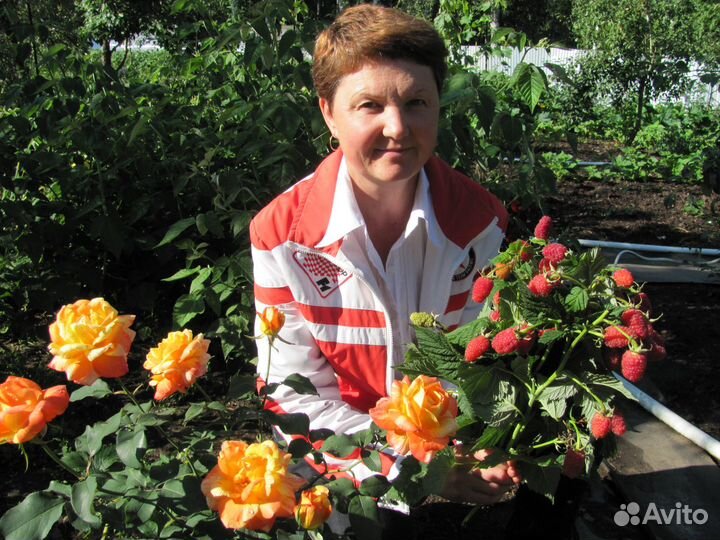 Супер саженцы малины для Урала и Сибири