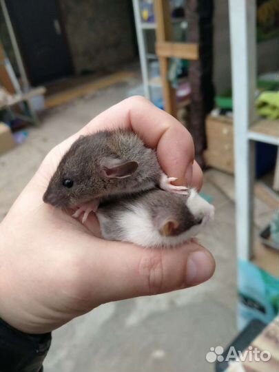 Крысята дамбо