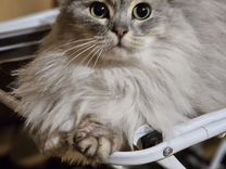 Восточно сибирская кошка