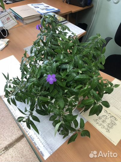 Отростки Руэллии каролинской