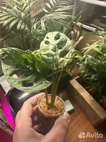 Монстера адансони