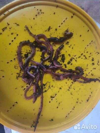 Черви для рыбалки дендробена венета