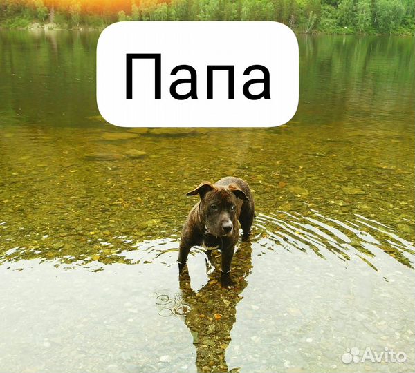 Щенки Питбуля