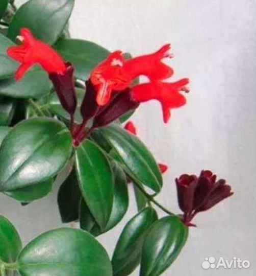 Эсхинантус Мона Лиза