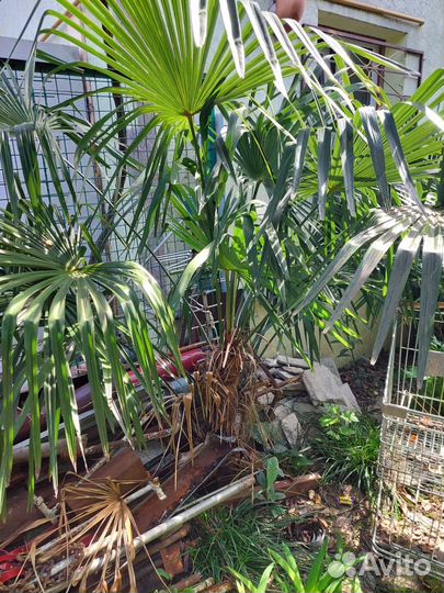 Отдам пальму