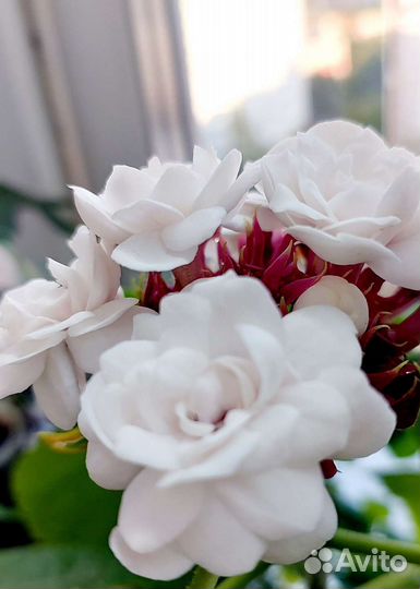 Клеродендрум филиппинский