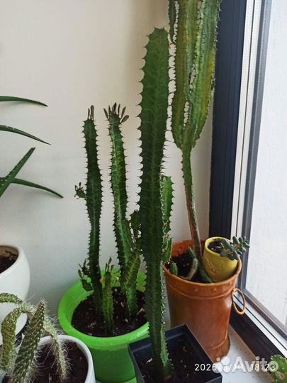 Домашние растения большие