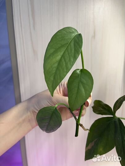 Монстера/Сингониум/Эпипремнум