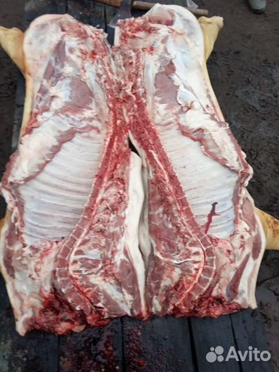 Мясо парное домашних свиней(венгерская мангалица)