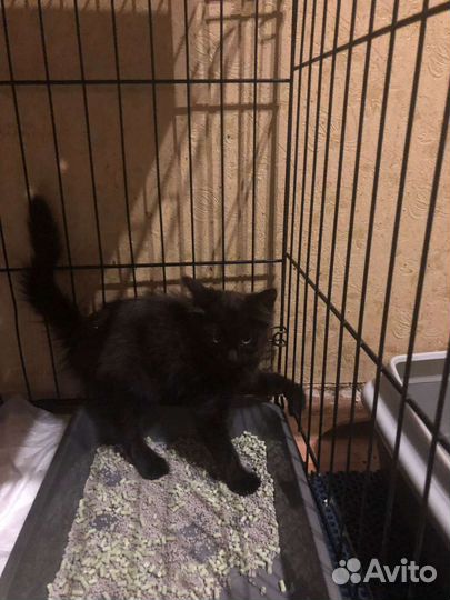 Котенок в добрые руки