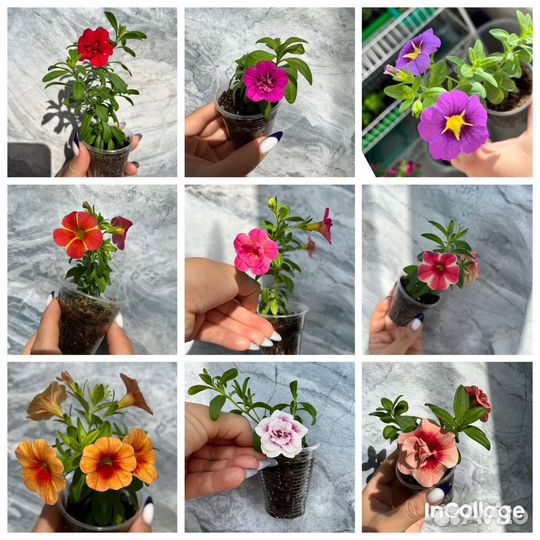 Калибрахоа разные