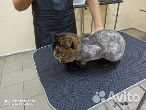 Услуги грумера