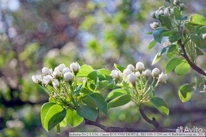 Объектив индустар 50 2