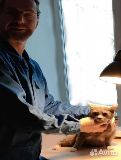 Усыпление животных Ветеринарная помощь Кастрация