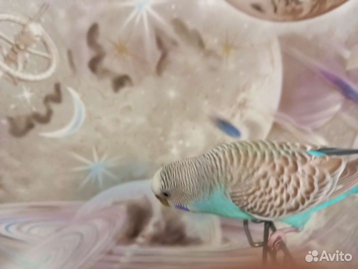 Волнистый попугай пара