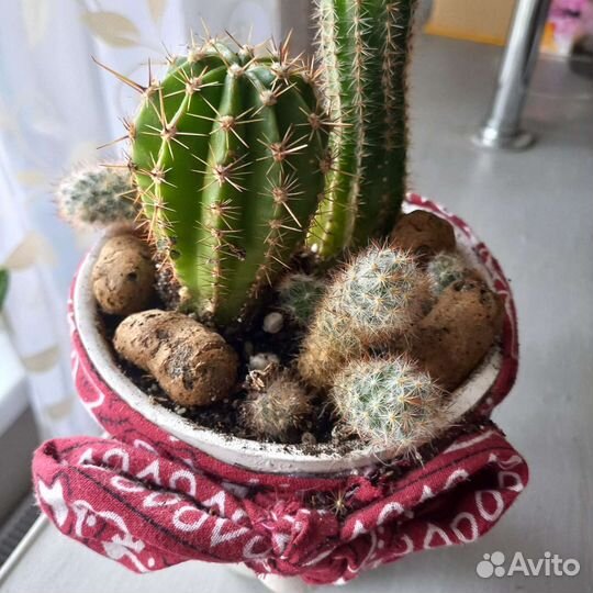 Кактусы и суккуленты в дизайнерском кашпо