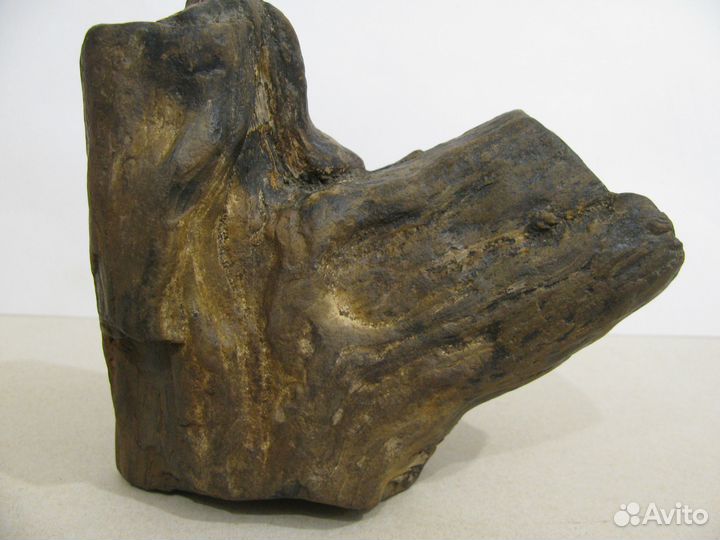 Окаменелое дерево (в коллекцию)