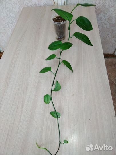 Сциндапсус