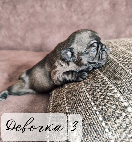 Щенки французского бульдога