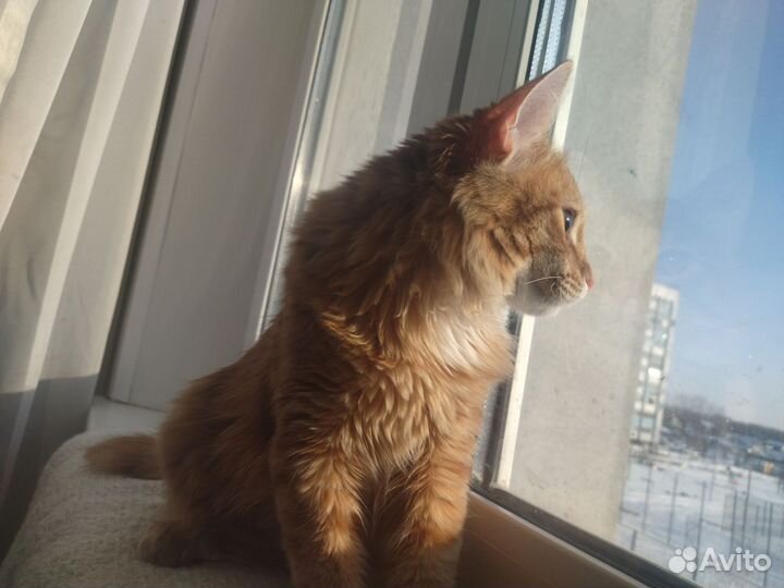 Продам кошку,породы Курильский бобтейлер