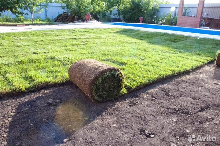 Рулонный газон