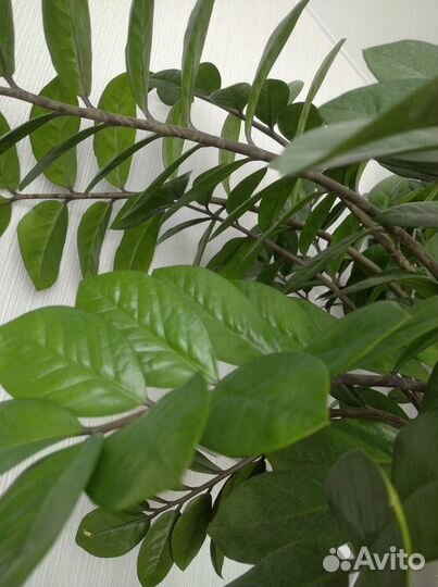 Замиокулькас