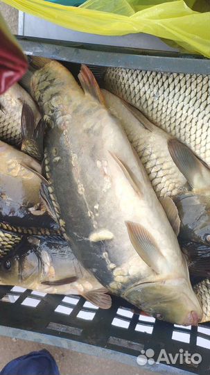 Живая рыба карп