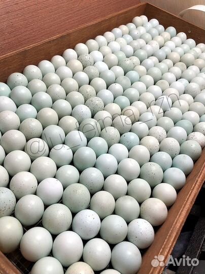 Инкубационное яйцо перепел Селадон (голубое яичко)