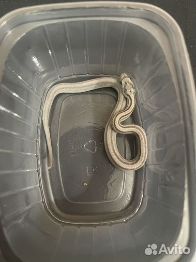 Змея маисовый полоз