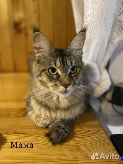 Котята мейн-кун