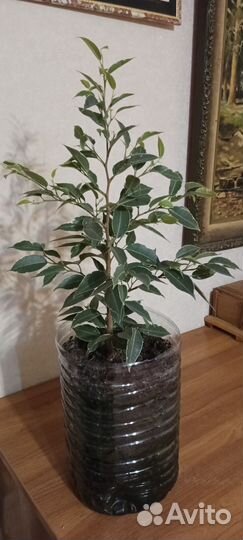 Фикус бенджамина пестролистный